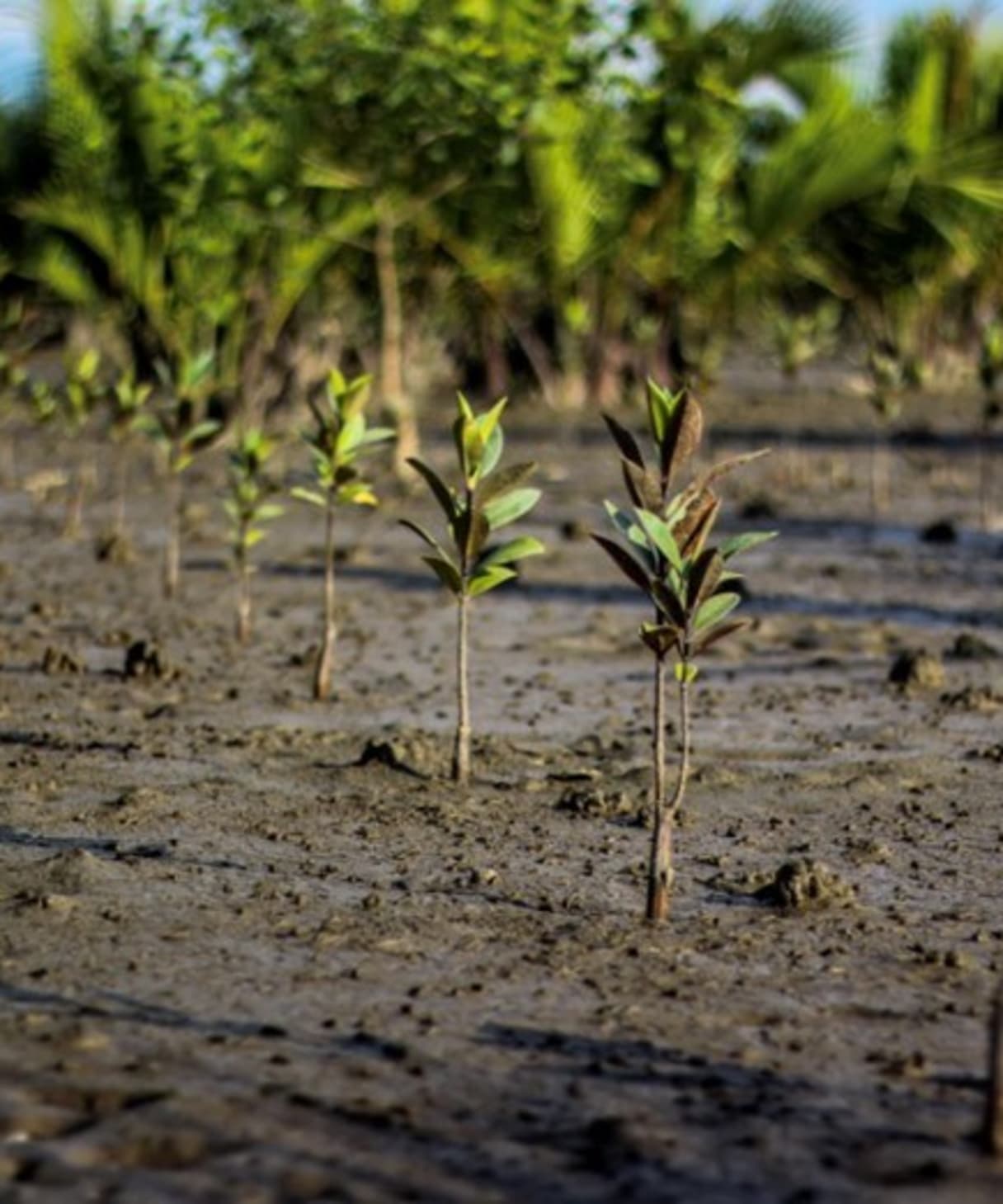 Mangrovenprojekt BLACKROLL