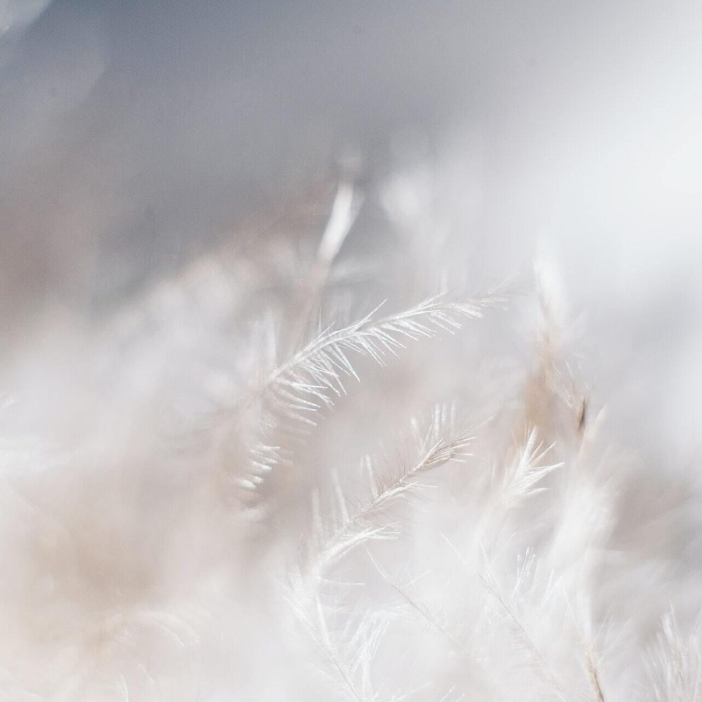 feather