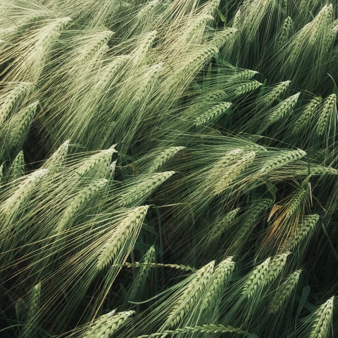 wheat field