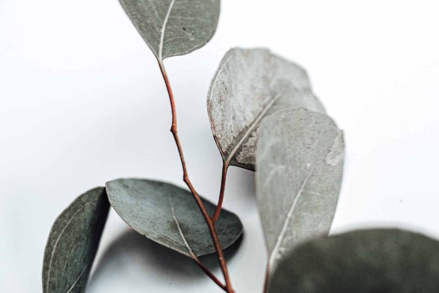 Ätherisches Öl Eukalyptus