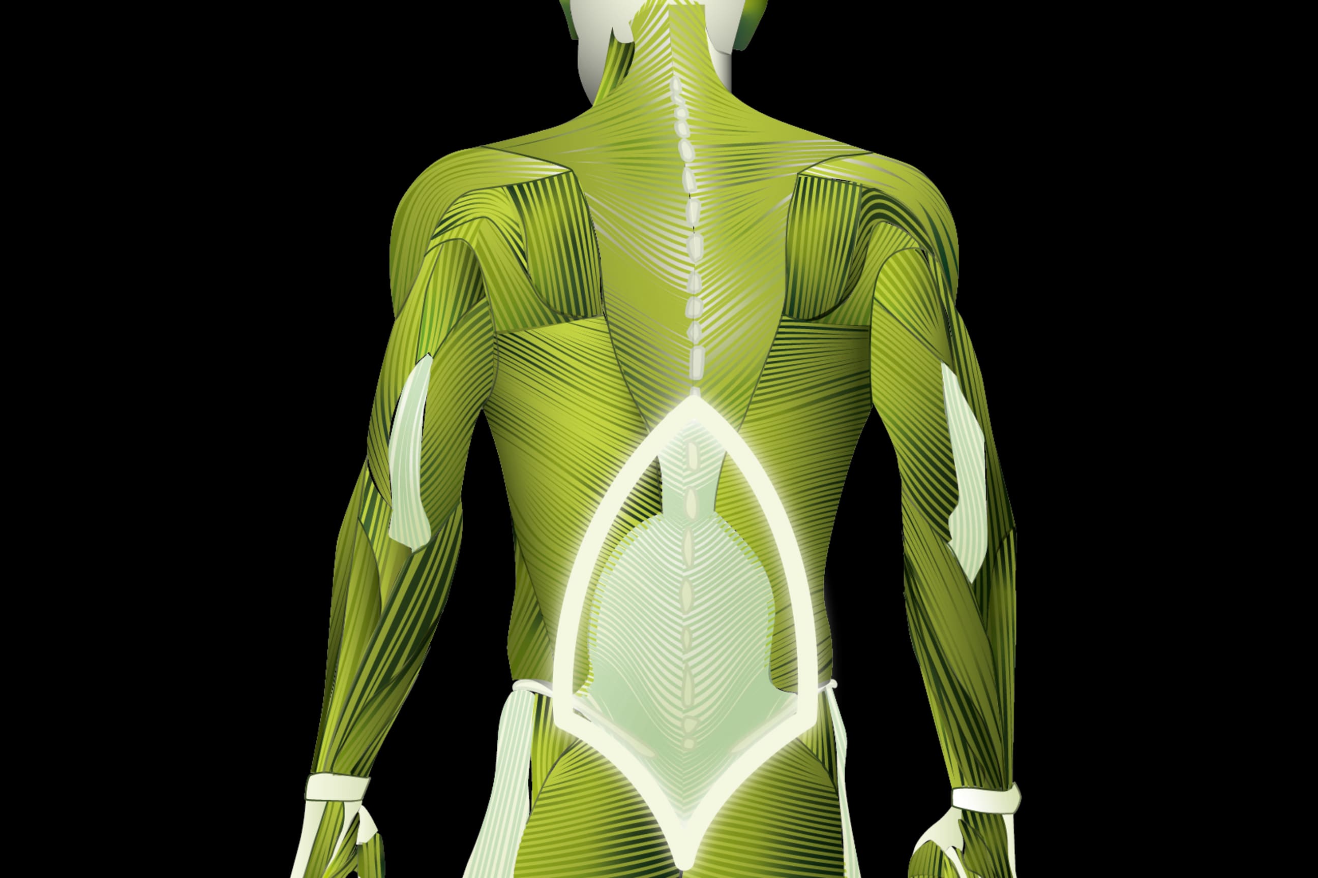 Fascia thoracolumbalis