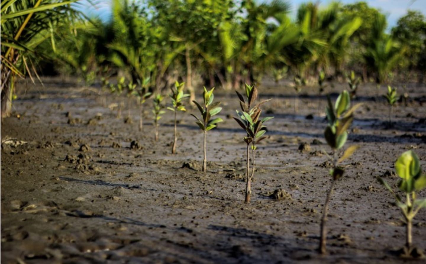 Notre projet BLACKROLL® Mangrove