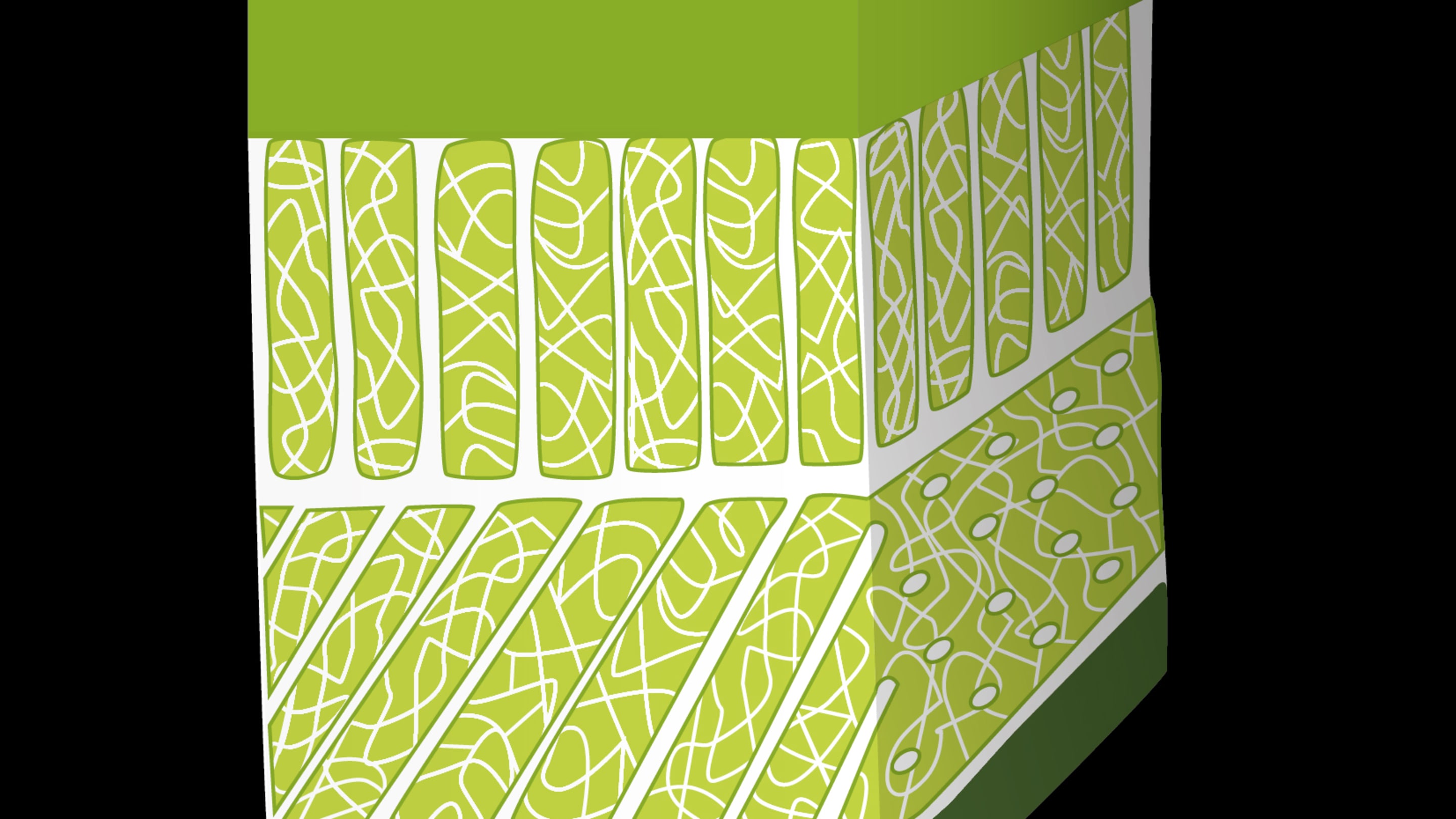 2021 01 Graphiques Graphiques des fascias Couches de peau o T WEB