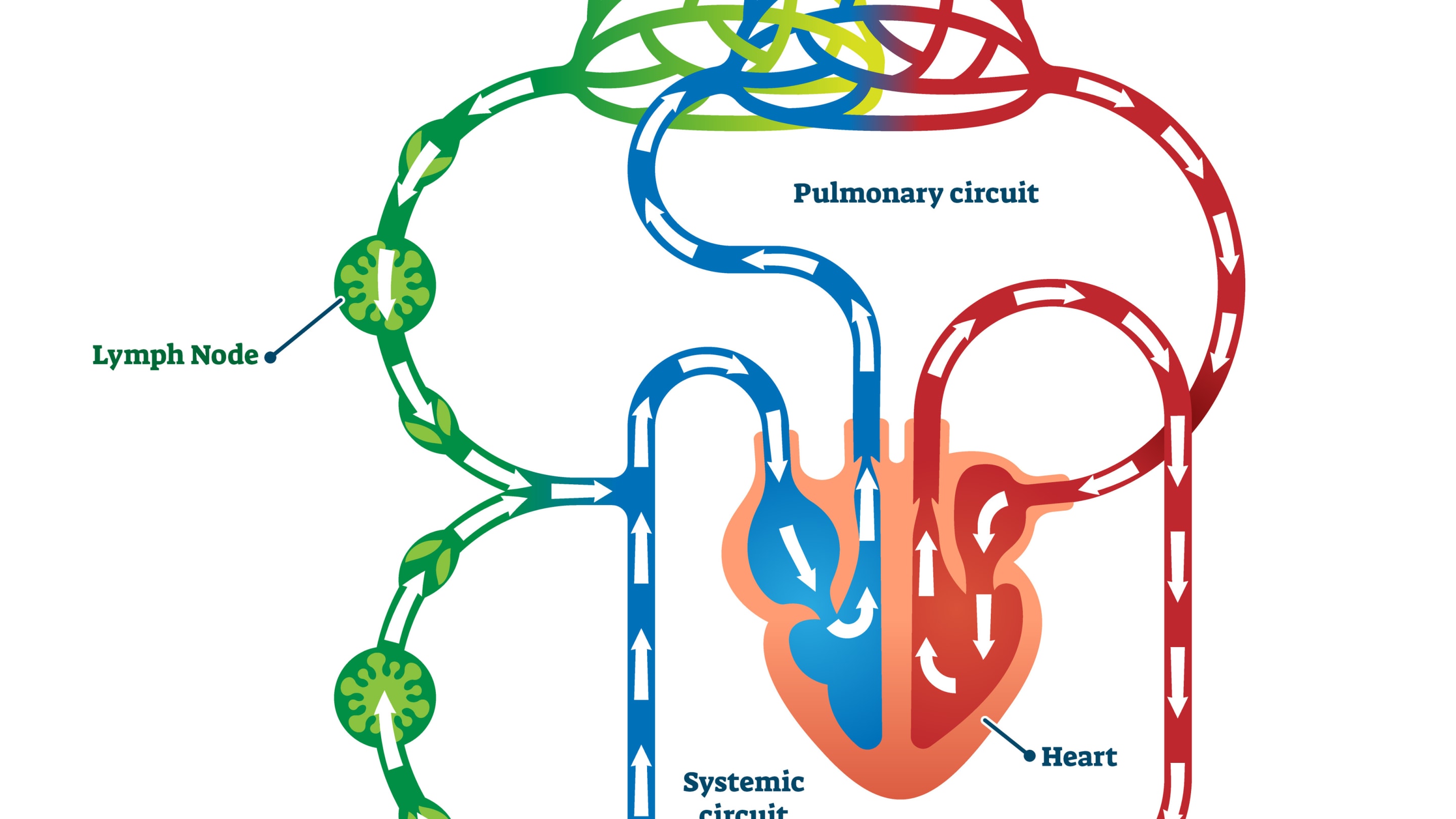 Lymphatischer Kreislauf