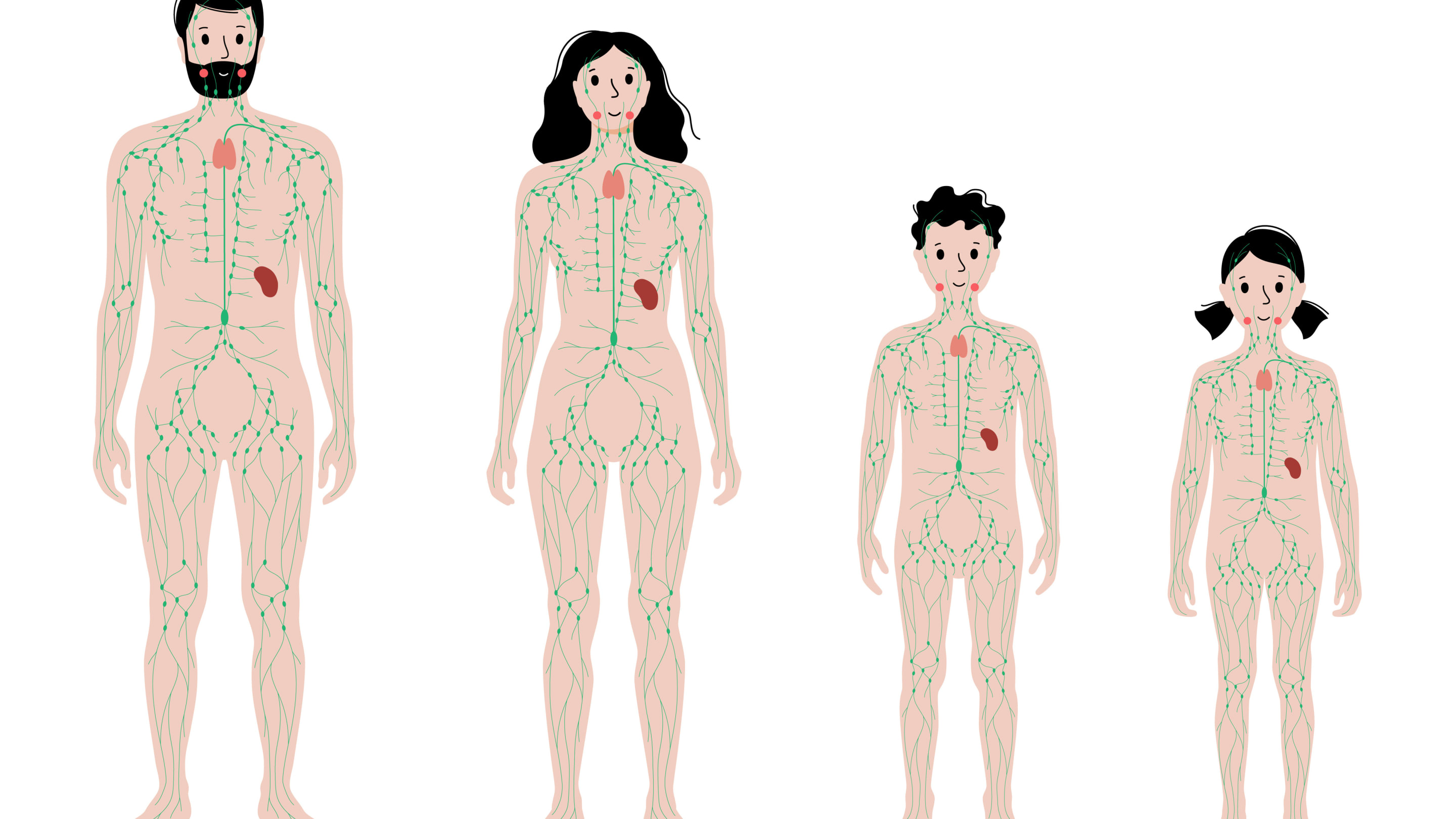 Das lymphatische System
