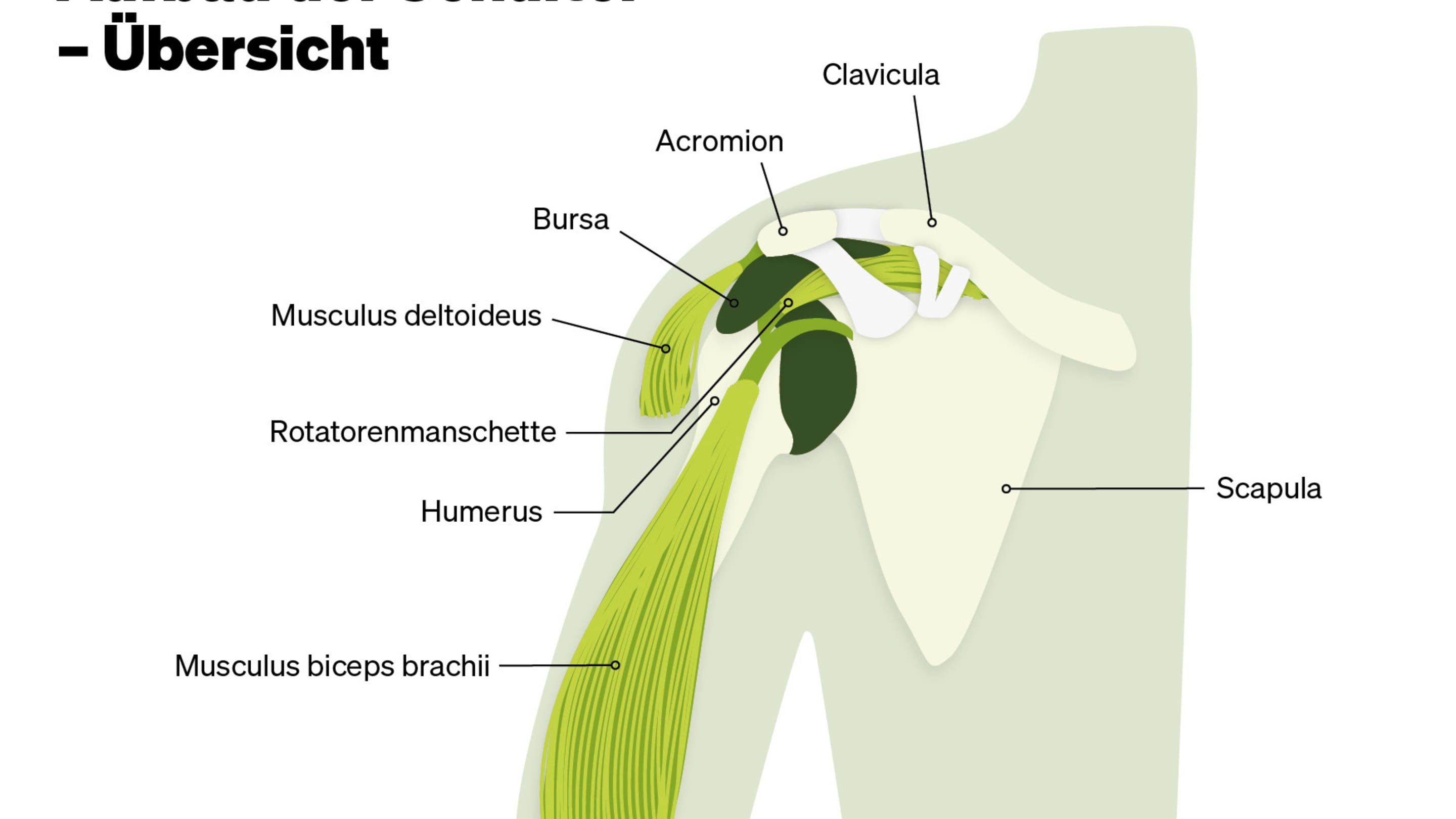 Aufbau der Schulter - Übersicht