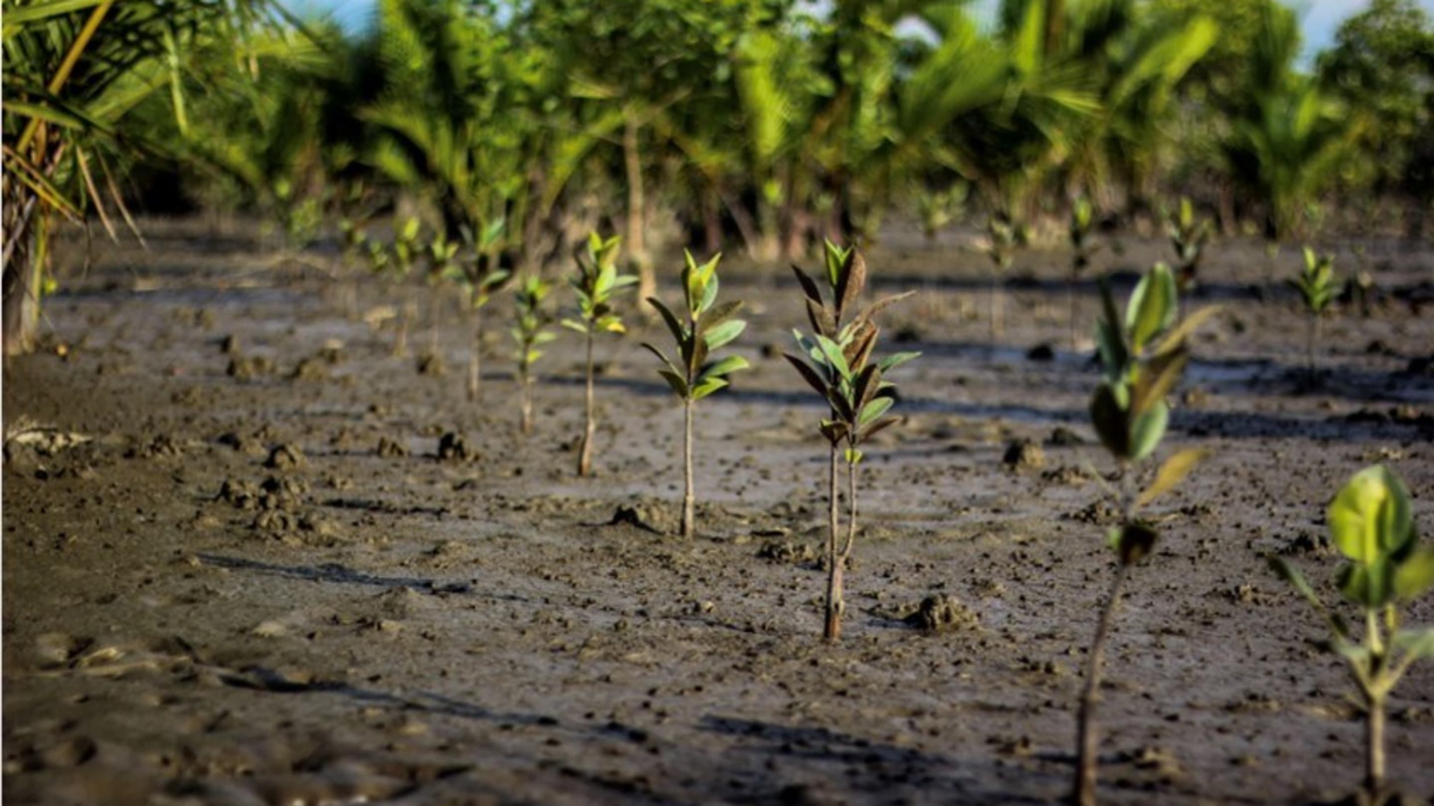 The BLACKROLL® Mangrove project