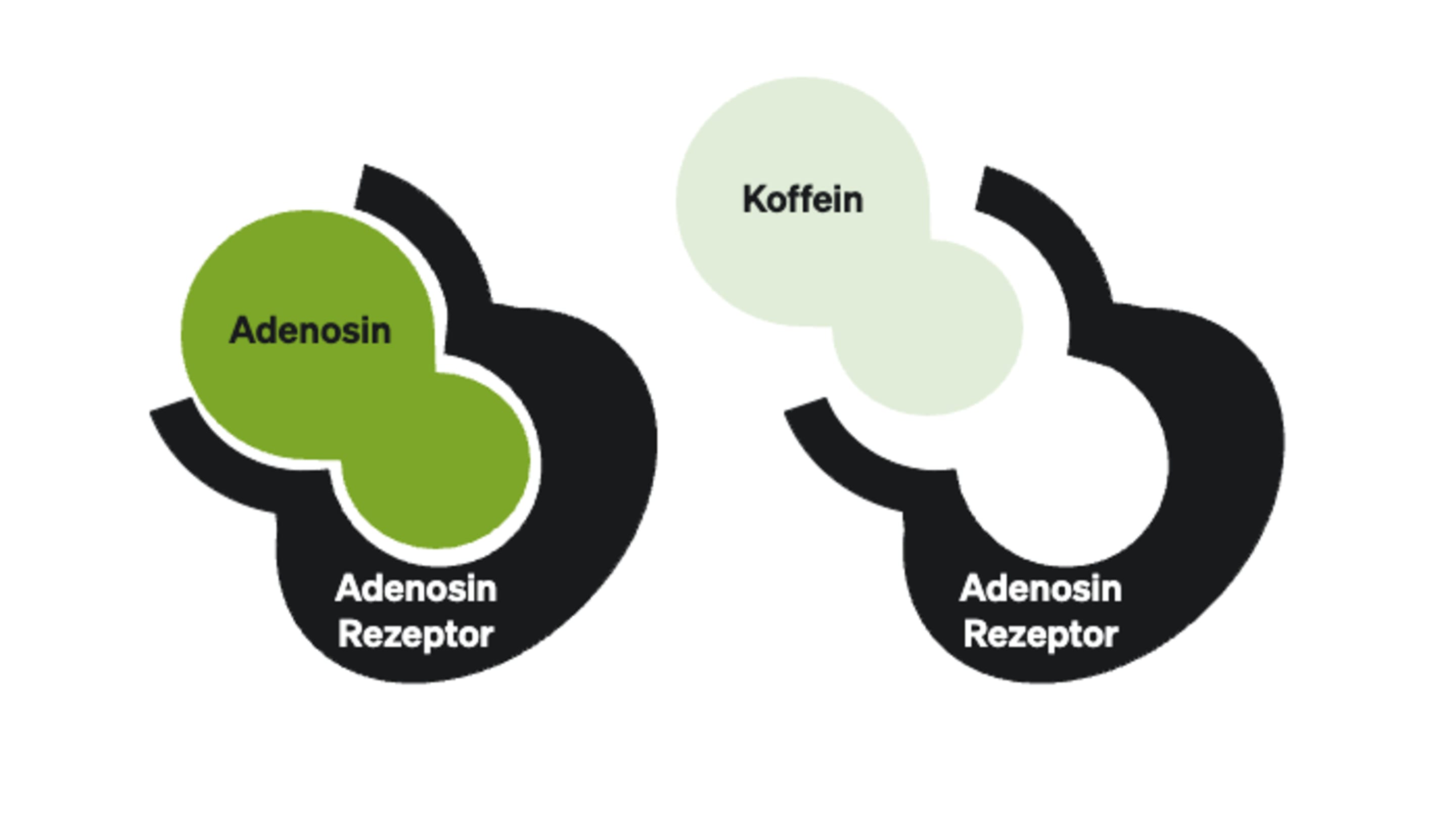 Wie wirkt Koffein