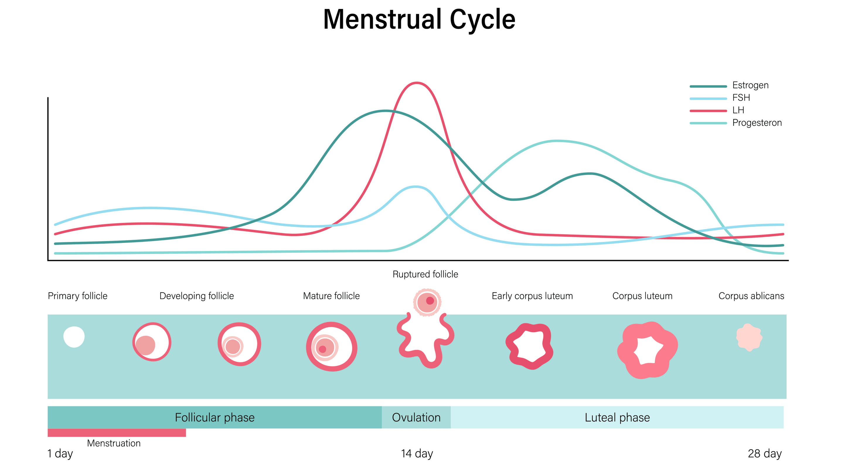 Zyklusbasiertes training zyklus