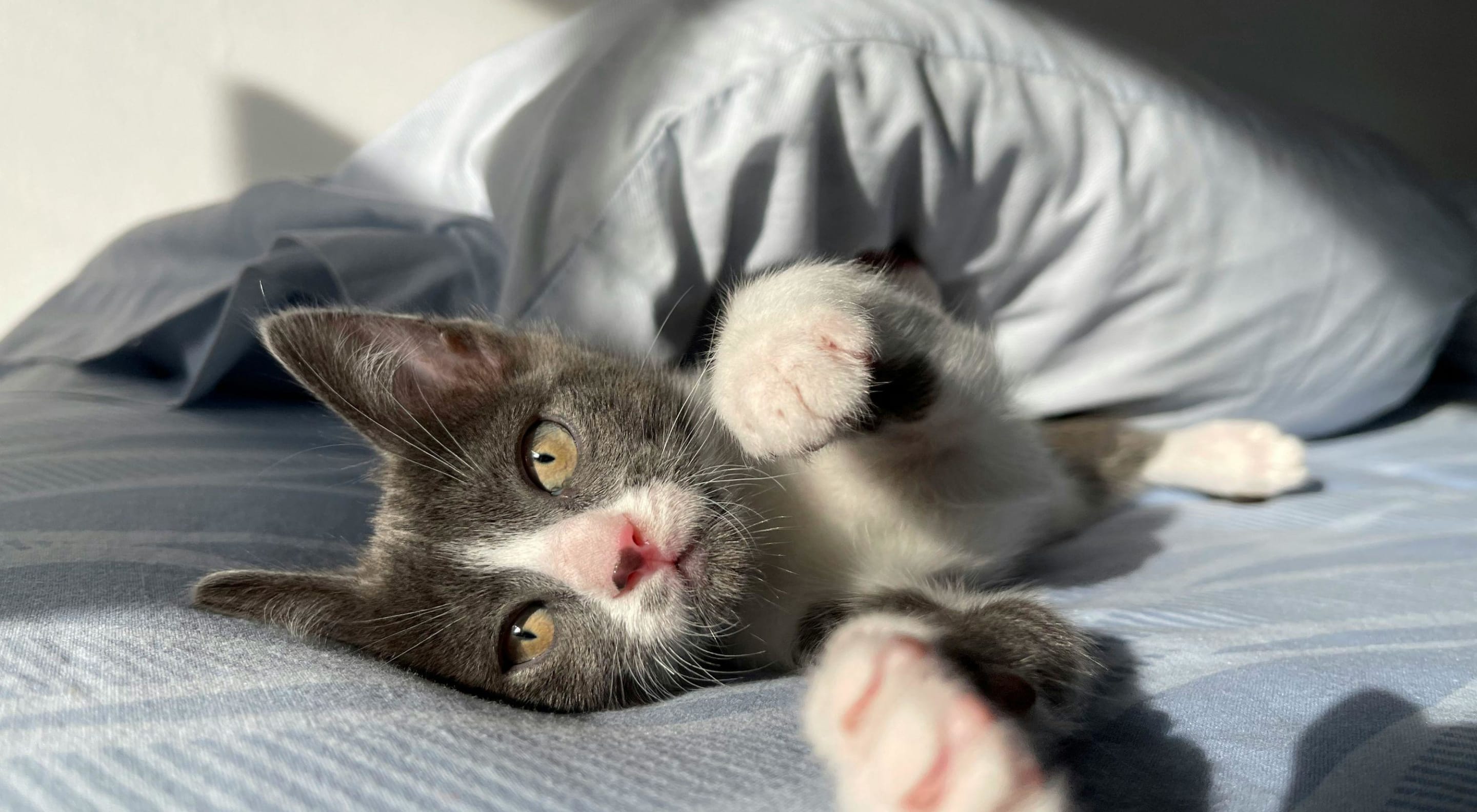 https://storage.googleapis.com/oneworld-prod/assets/Schlafen_Katze.jpg?v=1756710407