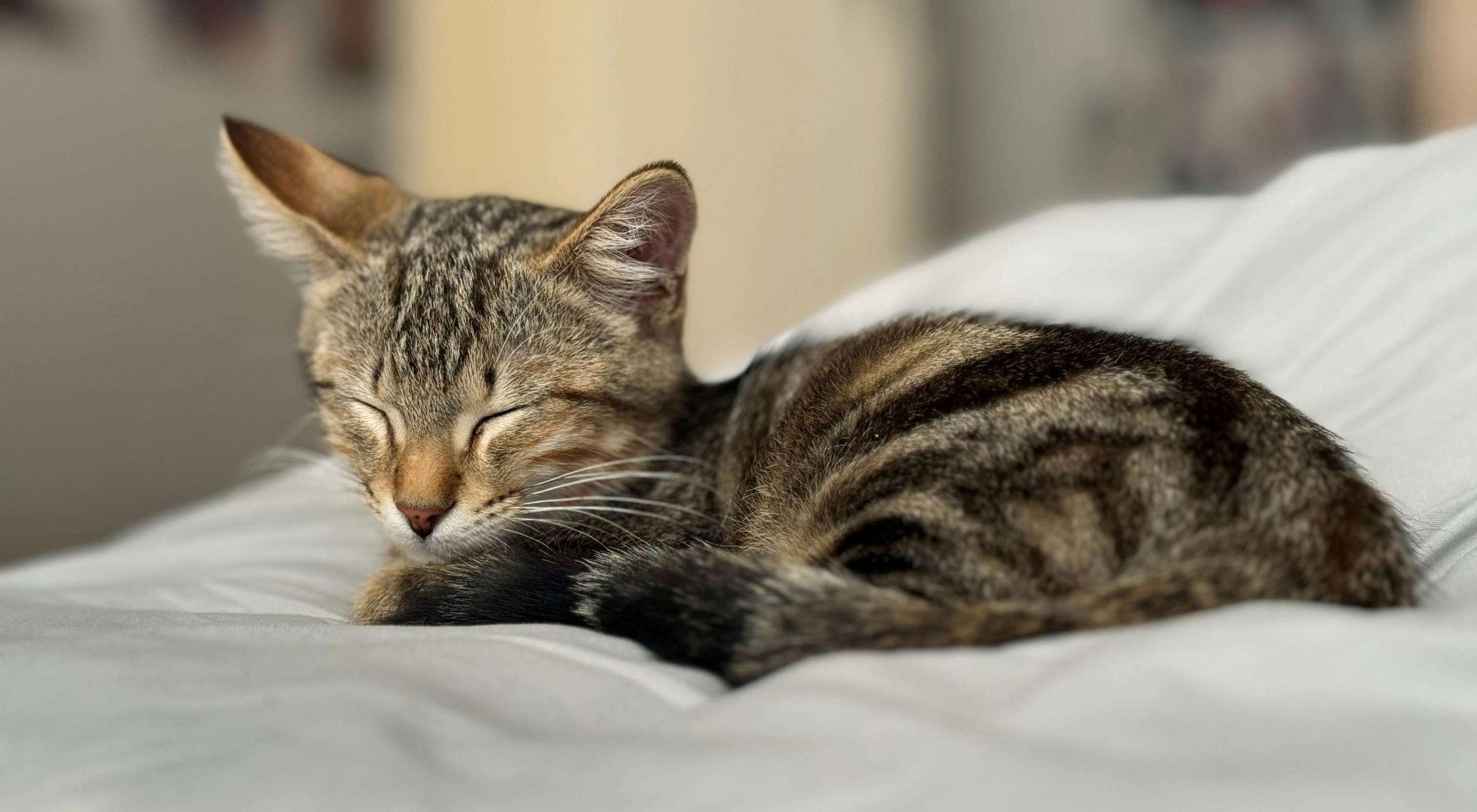 https://storage.googleapis.com/oneworld-prod/assets/Schlafen_Katze2.jpg?v=1756710406
