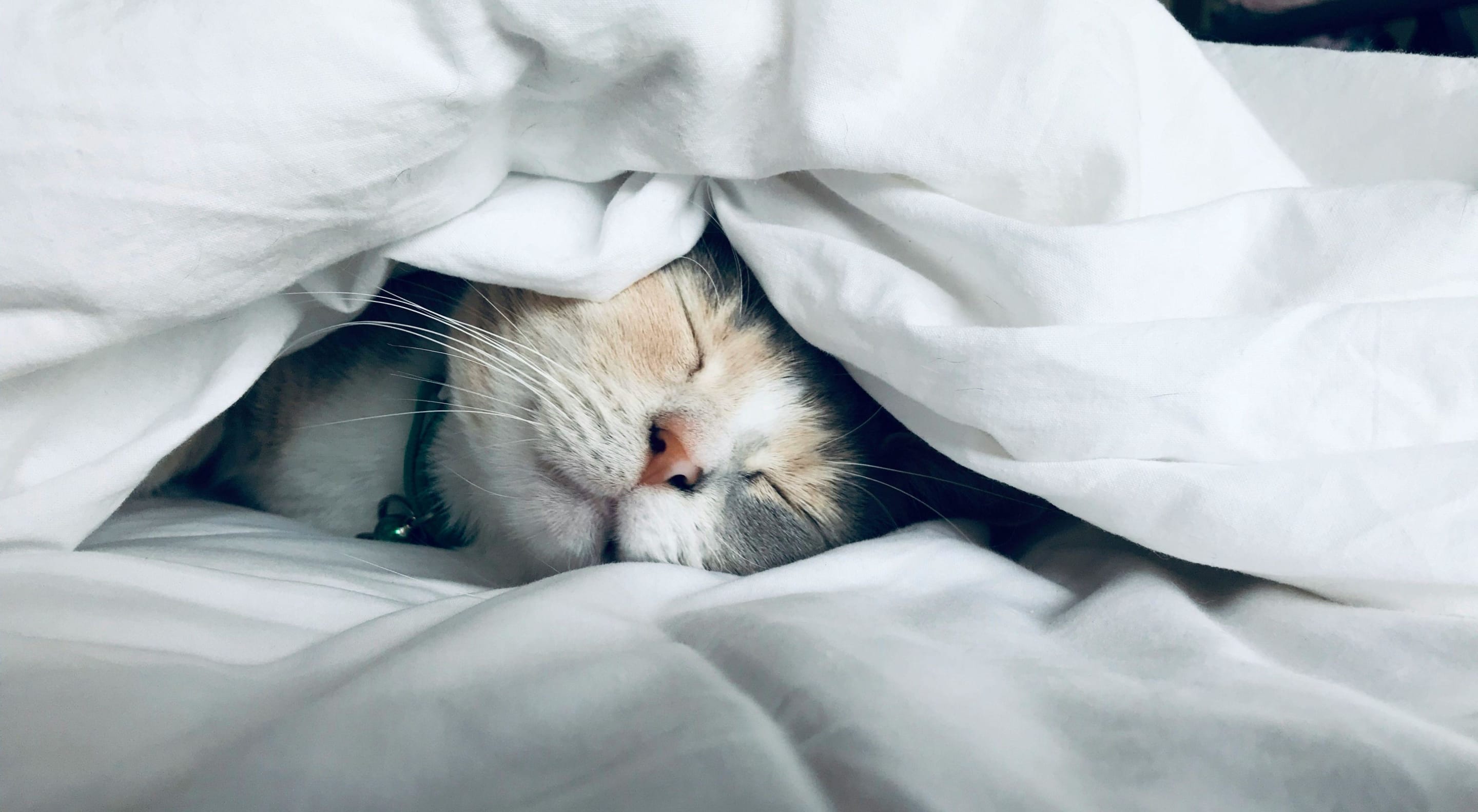 https://storage.googleapis.com/oneworld-prod/assets/Schlafen_Katze3.jpg?v=1756713013