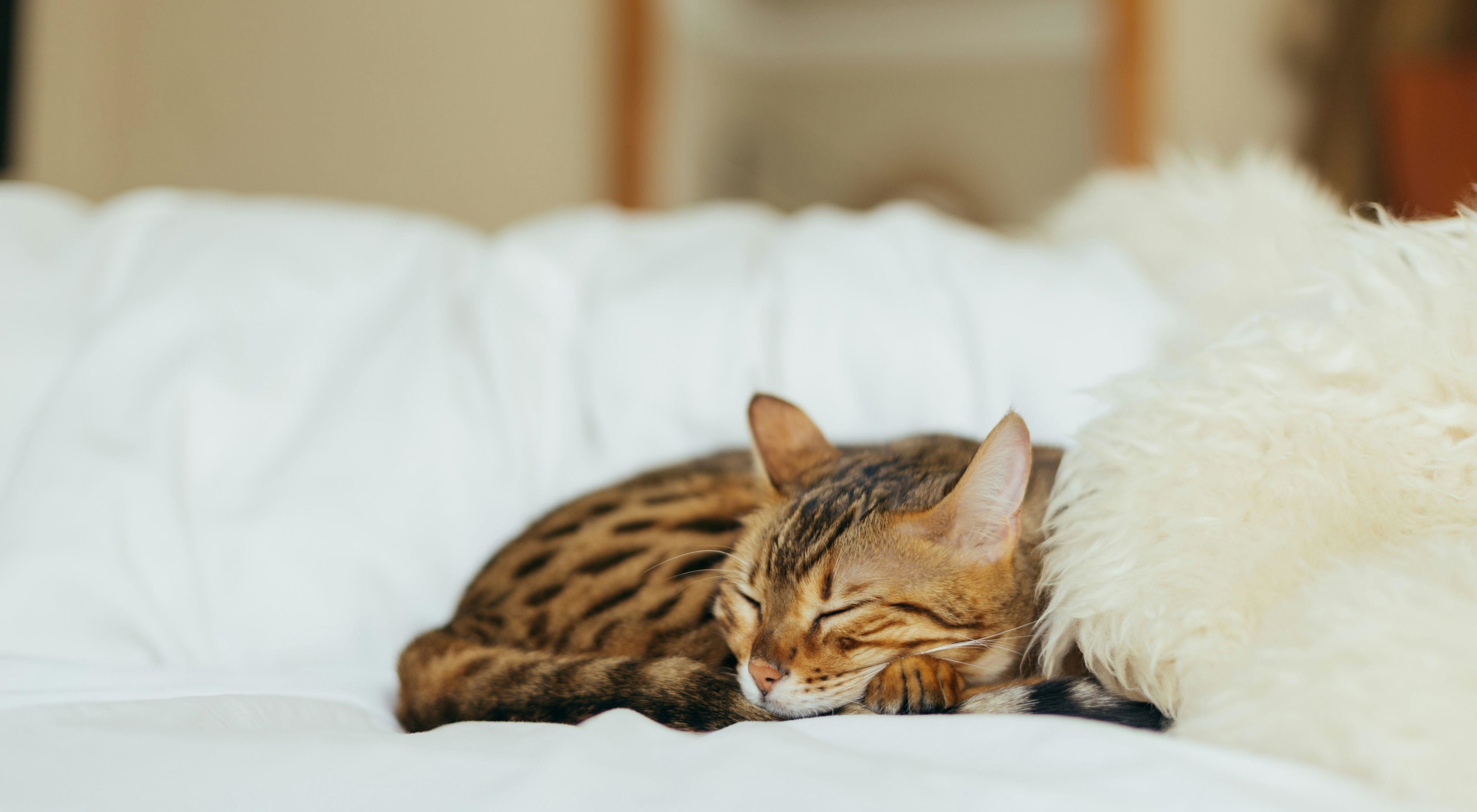 https://storage.googleapis.com/oneworld-prod/assets/Schlafen_Katze5.jpg?v=1756713011