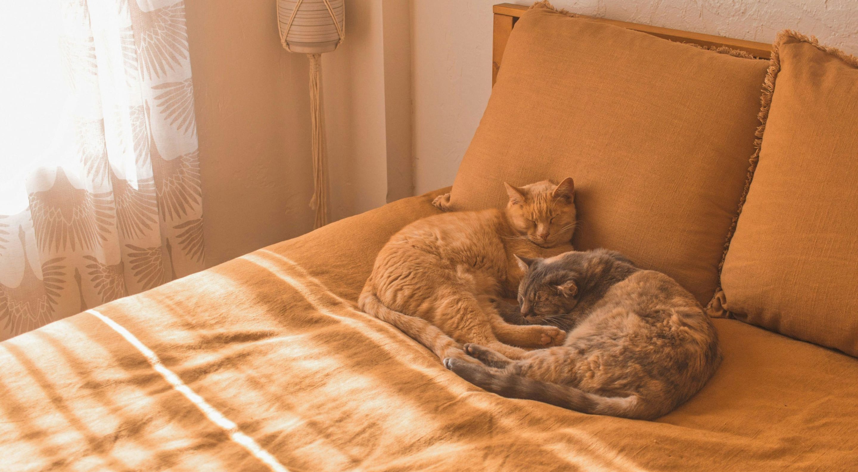 https://storage.googleapis.com/oneworld-prod/assets/Schlafen_Katzen.jpg?v=1756710405