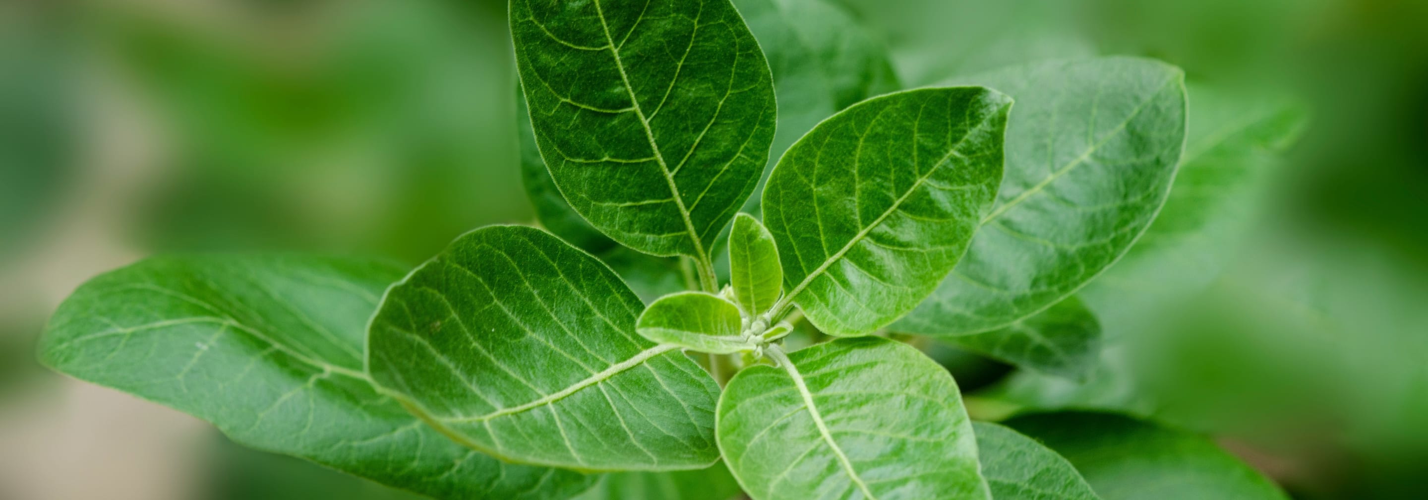 https://storage.googleapis.com/oneworld-prod/assets/was-ist-ashwagandha.jpg?v=1718022853