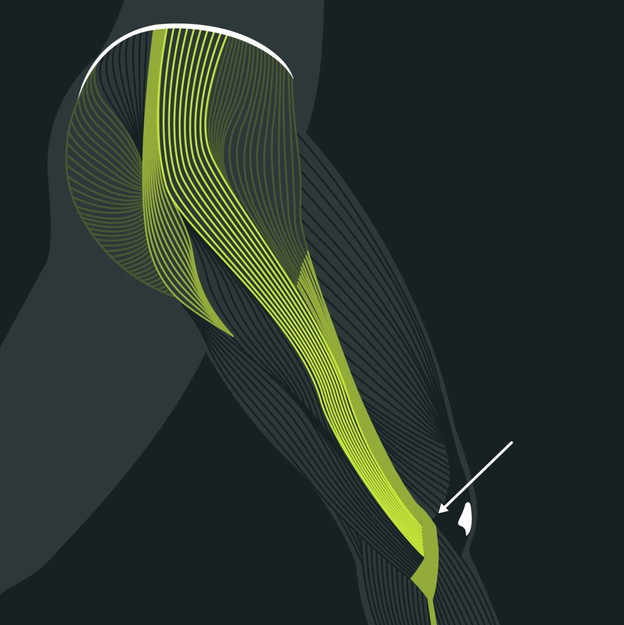 Anatomie laeuferknie blackroll