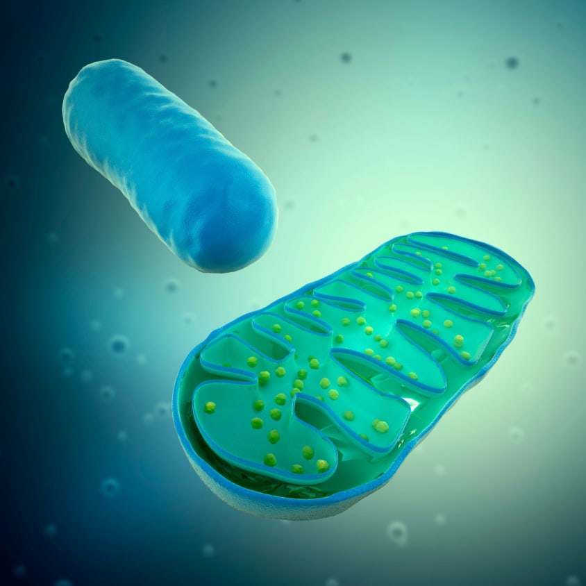 Mitochondrien