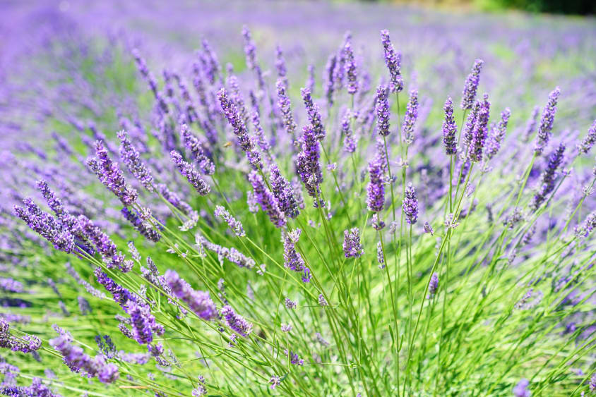 Lavendel schlaf header 1