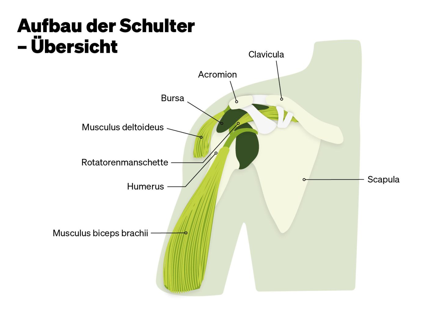 Aufbau der Schulter - Übersicht