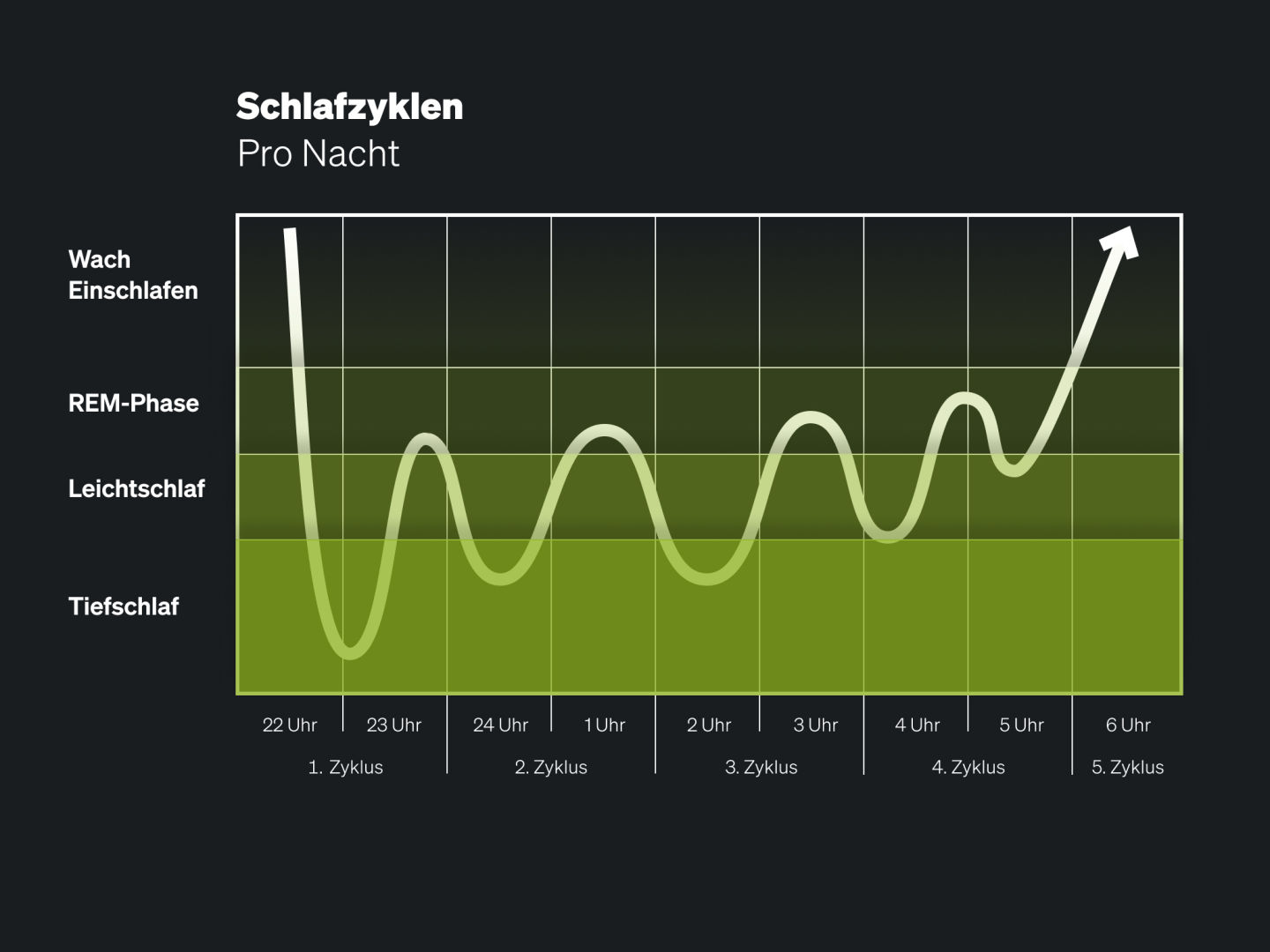 Dauer und Bedeutung des Tiefschlafs Dauer und Bedeutung des Tiefschlafs