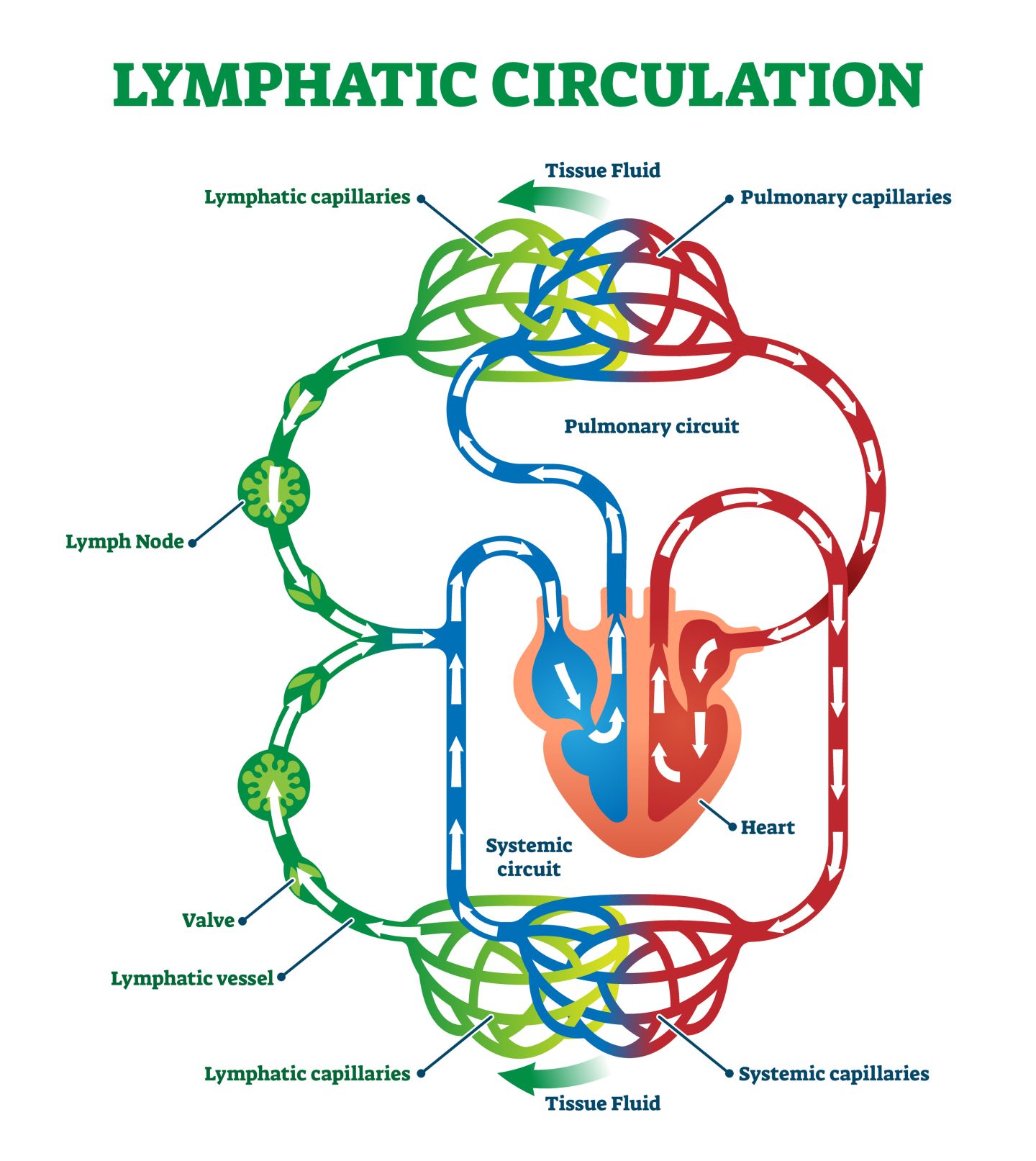 Lymphatischer Kreislauf