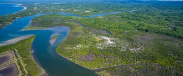 Think regeneration bigger. The BLACKROLL® Mangrove project