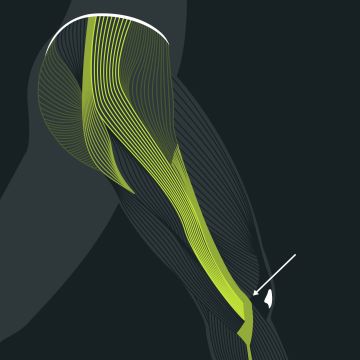 Anatomie laeuferknie blackroll