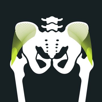 Gluteus medius hueftschmerzen blackroll