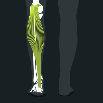 Anatomie wade bei wadenschmerzen