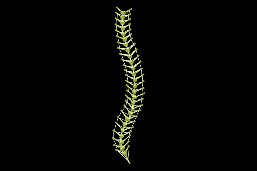 Tensegrity model spine